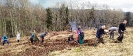 sazeni_stromku_brezen_2023_7