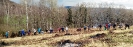 sazeni_stromku_brezen_2023_9